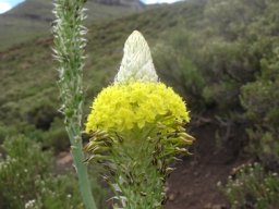 Bulbine narcissifolia